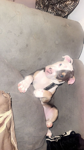American Bully Puppy.