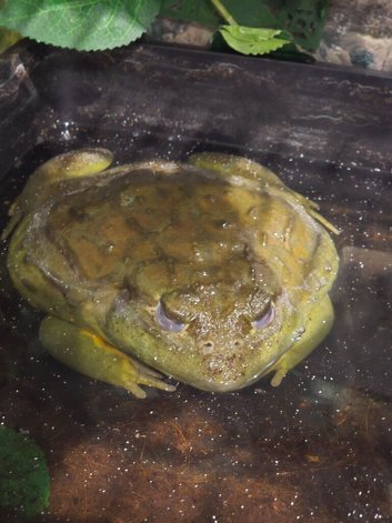 Adult Male African BullFrog