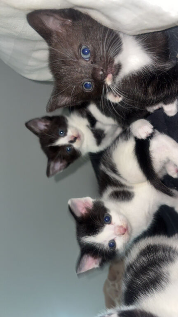 beautiufl black and white kittens