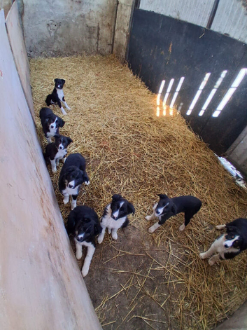 Border Collie Pups for Sale