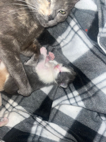 Cookies kittens
