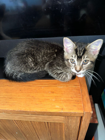 12 weeks dark tabby boys