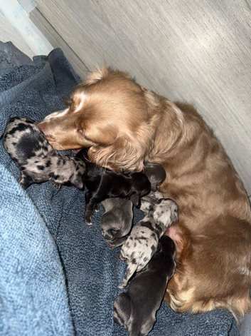 6 beautiful long haired dachsunds