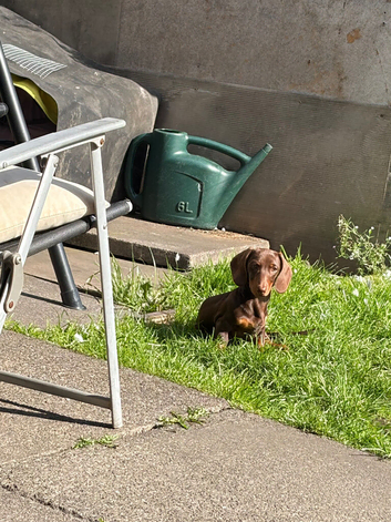 15 week old dashshund