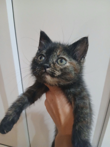 Kittens