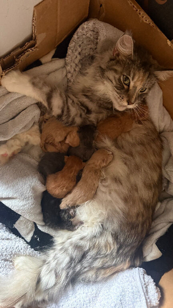Maine Coon Babies