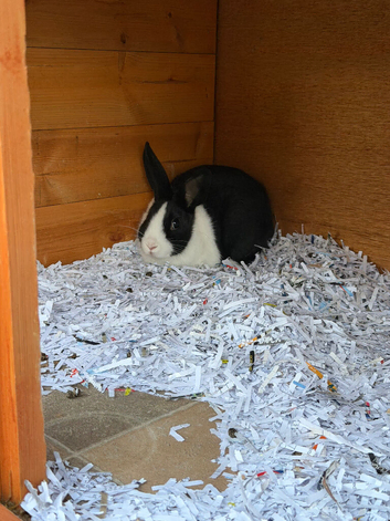 Dutch bunnie for sale