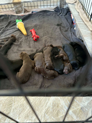Flat coated retriever puppies