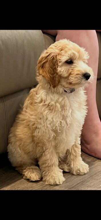 Miniature F2 golden doodles