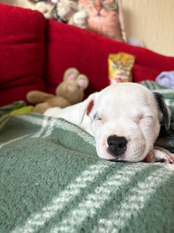 Staffy X puppies