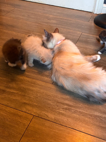 Ragdoll/bengal kitten