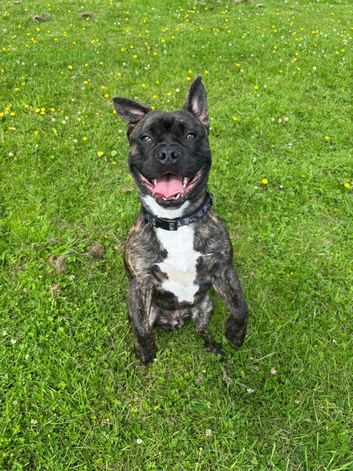 French bulldog/staffie cross