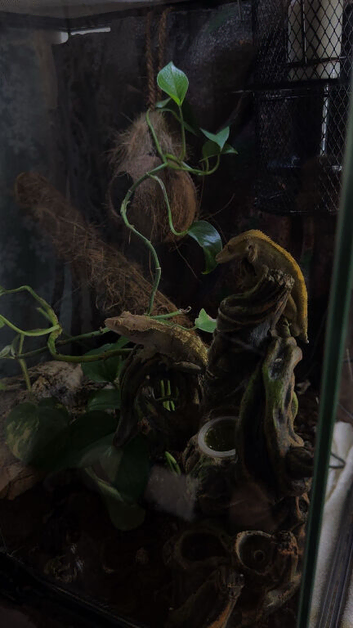 Crested gecko