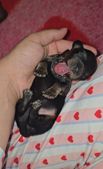 6 miniature dachshund puppies