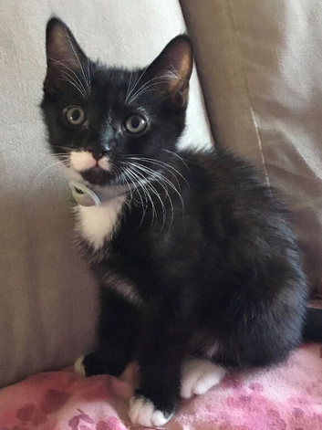 10 week old kittens