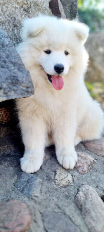 Samoyed puppy KC
