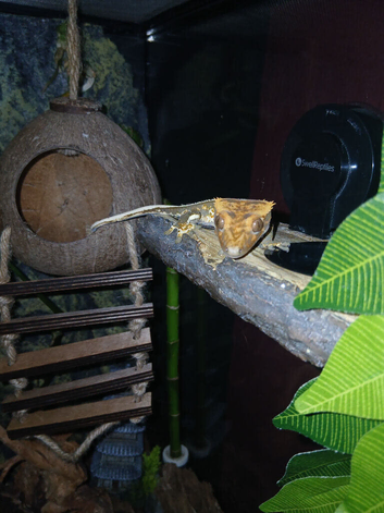 2 year old male crested gecko for sale - read desc