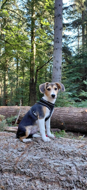 5 month male beagle x sheltie collie