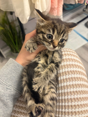 Beautiful kittens looking for a home