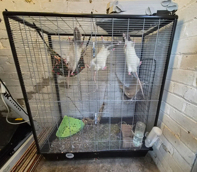 5 x 10 months old male rats with large Savic cage