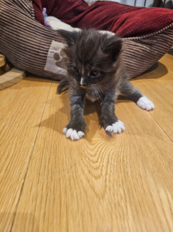 3 male main coon