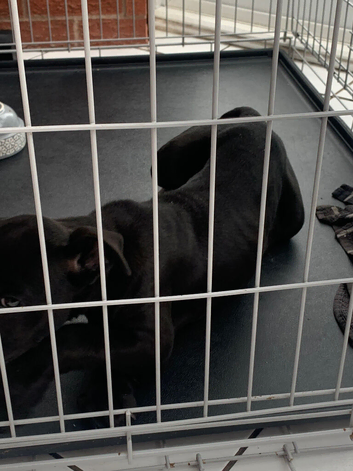 Male cane corso puppy
