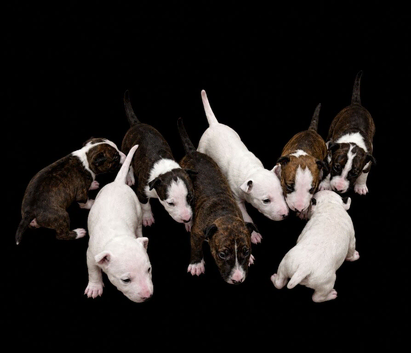Beautiful English Bull Terrier Puppies
