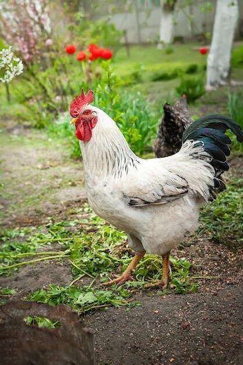 Brahama big Size Rooster