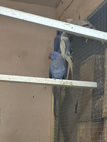Ring necks piped clear tail breeding pair 2 and 1 single female