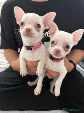 3 beautiful chihuahuas