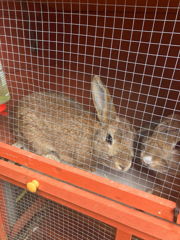 Brown floppy eared rabbits