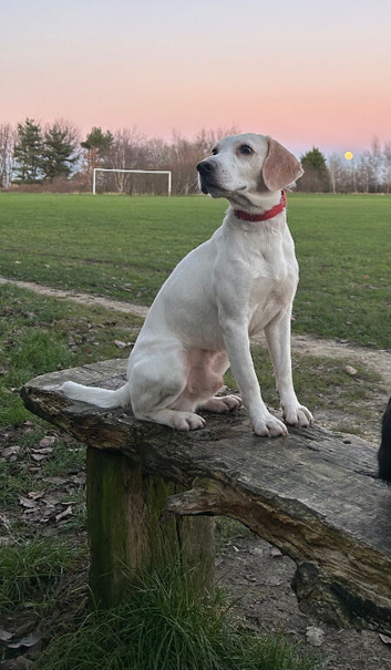 MAX LOOKING FOR HIS FOREVER HOME