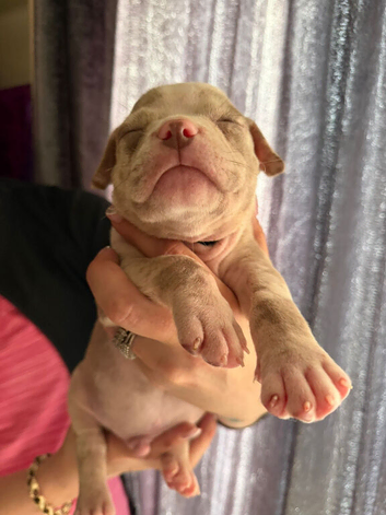 AMERICAN POCKET BULLY PUPPIES - Bulldog - Tri - Merl - Solid