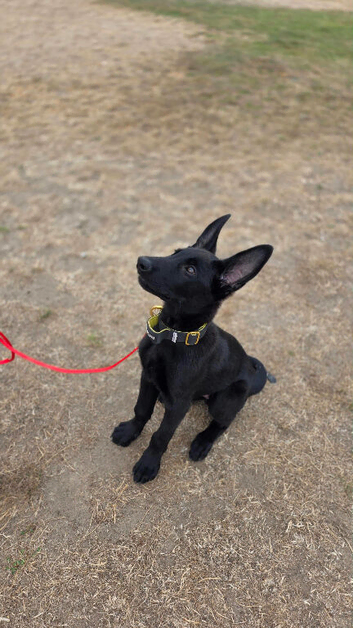 Trained Belgian malanois puppy