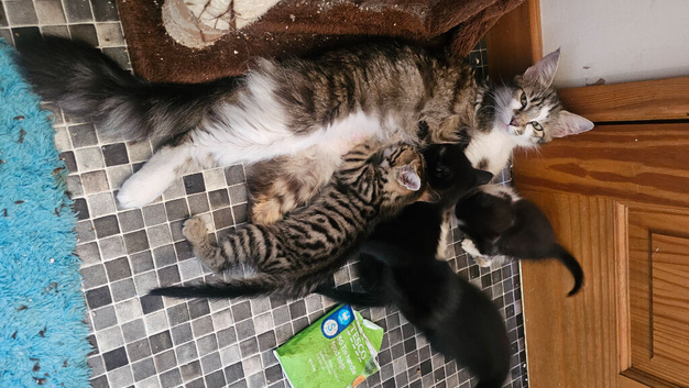 3 beautiful kitten