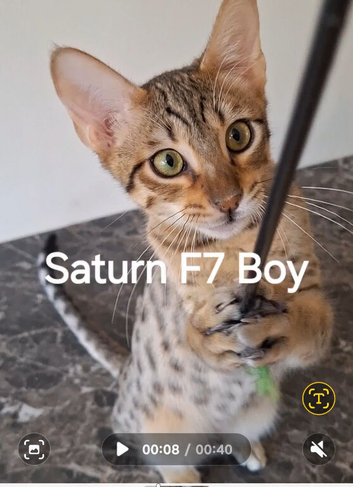 Savannah TICA SBTF7  SATURN HUGE BOY