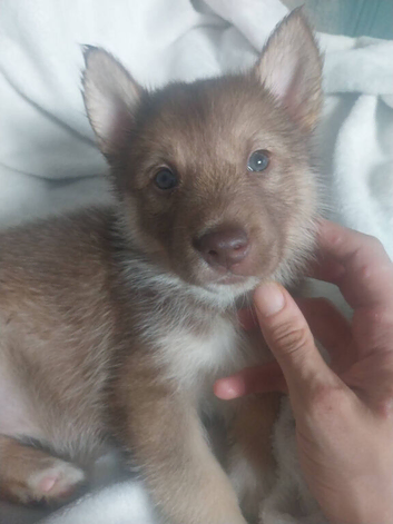 2 shollie husky puppies