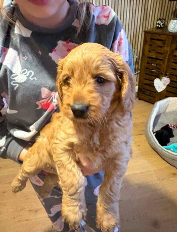Gorgeous F1 Cockapoo Puppies Loving Homes