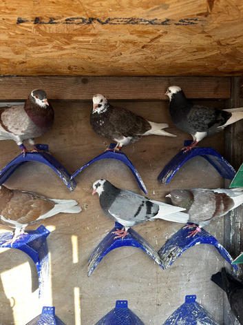 Kit of young rollers