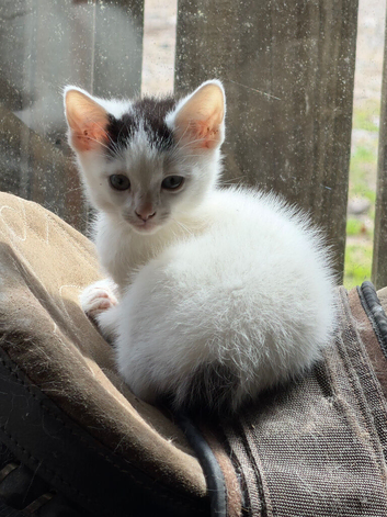 Beautiful Male Kitten