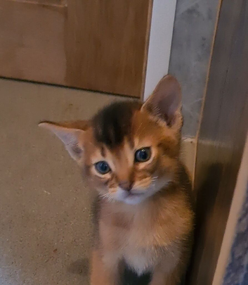 2 charming abyssinian boys