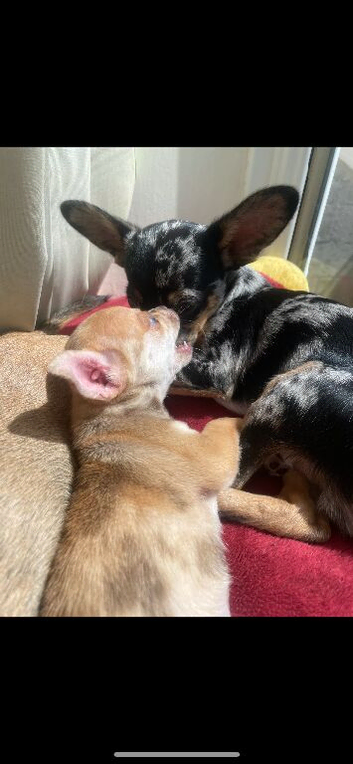 Chihuahua Merle mix breed