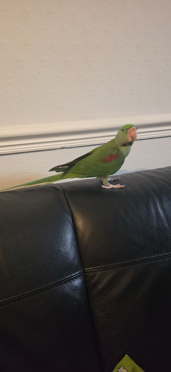 Semi tamed Alexandrine parrot Female