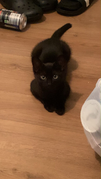 1 black male kitten for sale