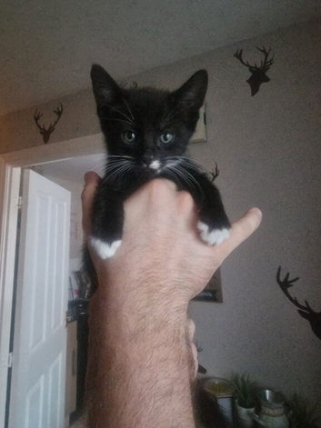 Kittens