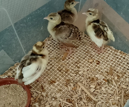 peafowl poult (unsexed) for sale 8 weeks