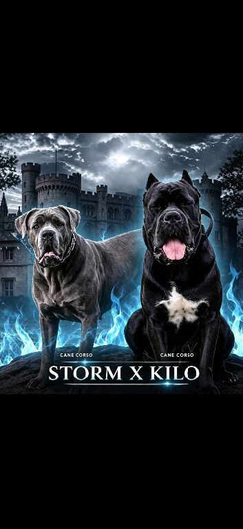 Cane corso pups ready to leave 5th September!
