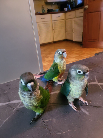 Conure