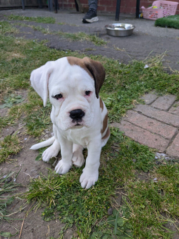 Female puppy boxer
