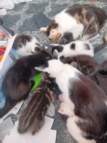 Mixed kittens